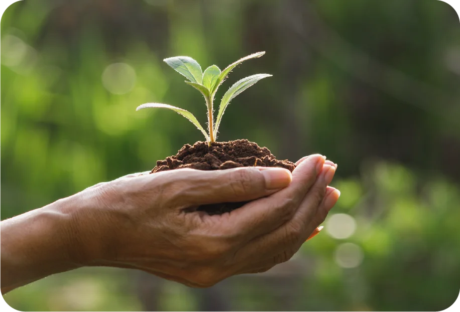 Mãos segurando uma muda de planta